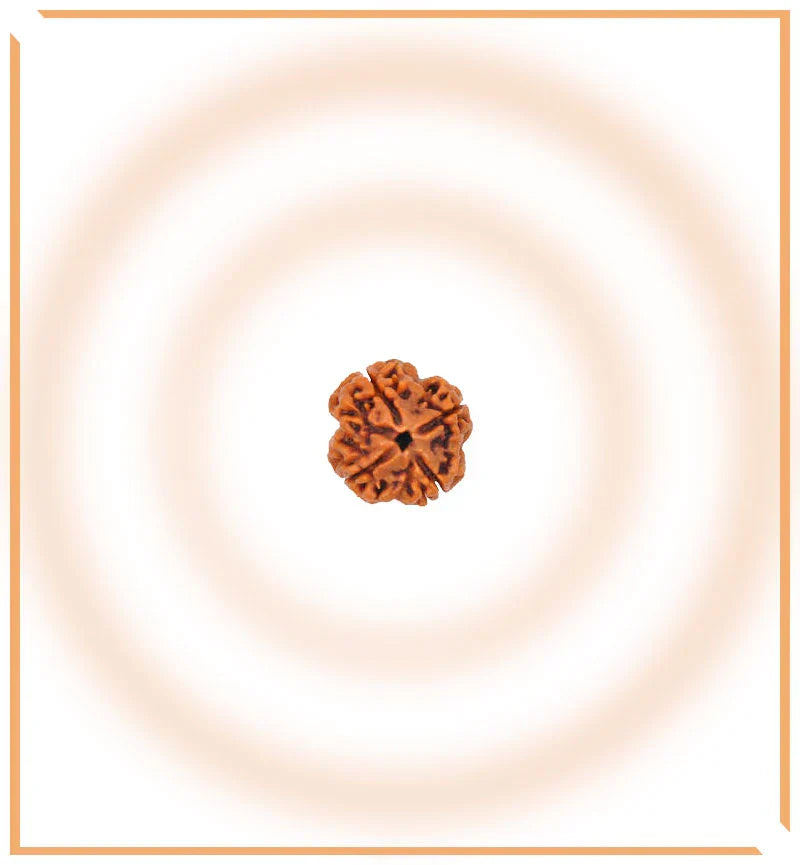Natural 5 Mukhi/Face Rudraksha (Nepal Origin)