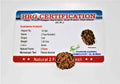 Natural 2 Mukhi Rudraksha (Himalaya origin)