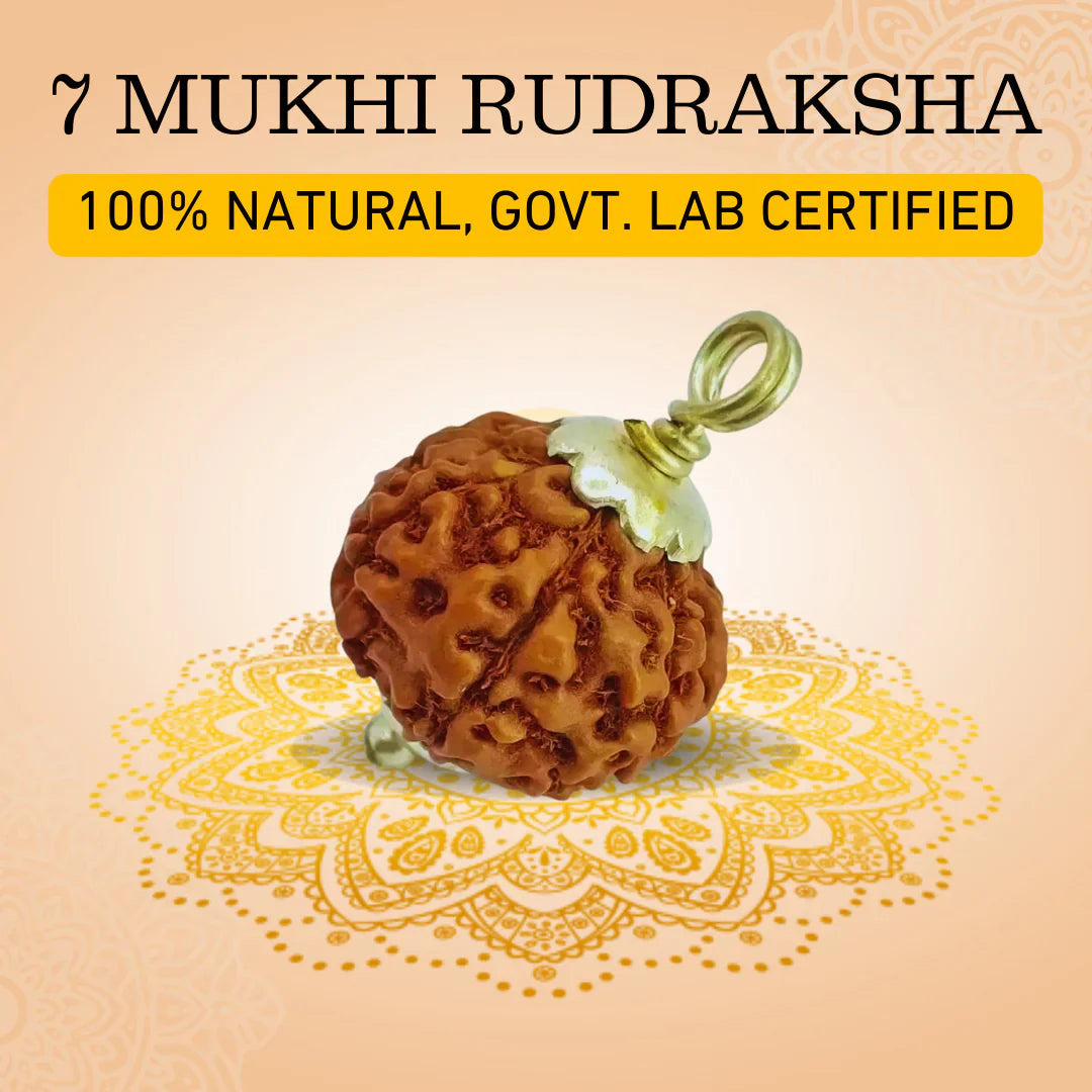 Natural 7 Mukhi Rudraksha {Nepali}