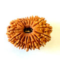 17 Mukhi/Face Rudraksha (Nepal Origin- 26.19 MM)